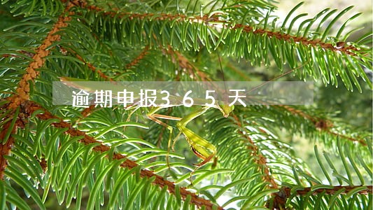 逾期申报365天
