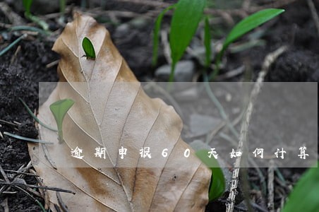 逾期申报60天如何计算