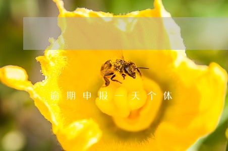 逾期申报一天个体 逾期申报一天个体