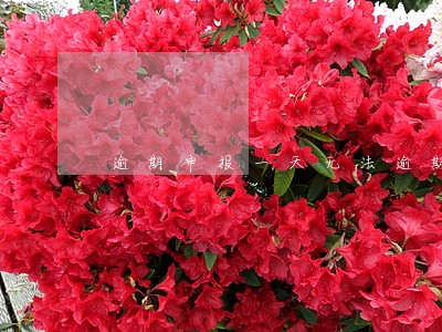 逾期申报一天无法逾期申报 逾期申报一天无法逾期申报