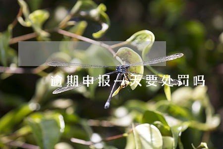 逾期申报一天要处罚吗 逾期申报一天要处罚吗