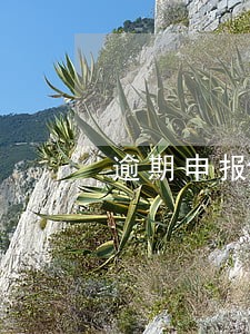逾期申报一次怎么办 逾期申报一次怎么办