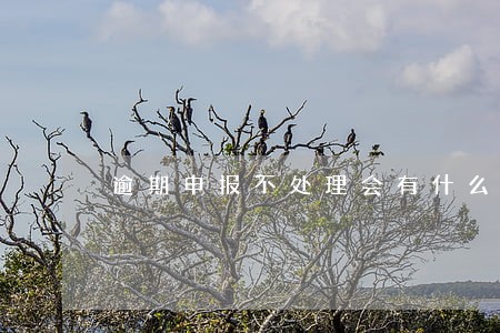 逾期申报不处理会有什么影响 逾期申报不处理会有什么影响