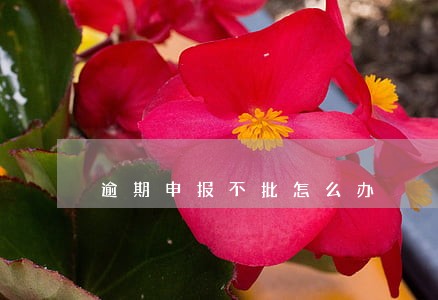 逾期申报不批怎么办 逾期申报不批怎么办