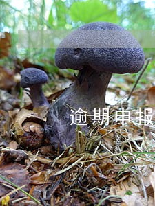 逾期申报个人所得税滞纳金 逾期申报个人所得税滞纳金
