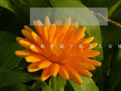 逾期申报个税多久会被筛出来