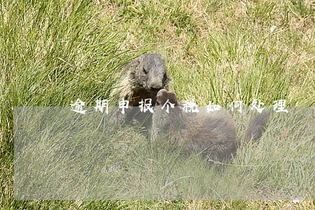 逾期申报个税如何处理 逾期申报个税如何处理