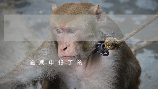 逾期申报了的 逾期申报了的