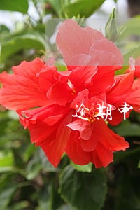 逾期申报了金税盘登不起 逾期申报了金税盘登不起