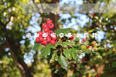 逾期申报交多少罚款 逾期申报交多少罚款
