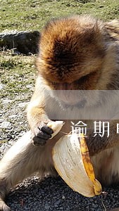 逾期申报企业所得税会罚款吗 逾期申报企业所得税会罚款吗