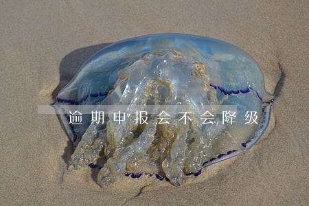 逾期申报会不会降级 逾期申报会不会降级