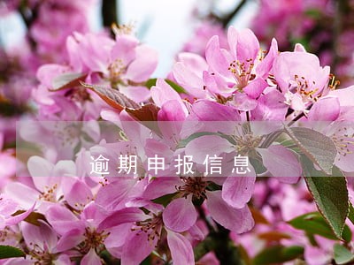 逾期申报信息 逾期申报信息