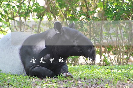 逾期申报免罚款政策 逾期申报免罚款政策
