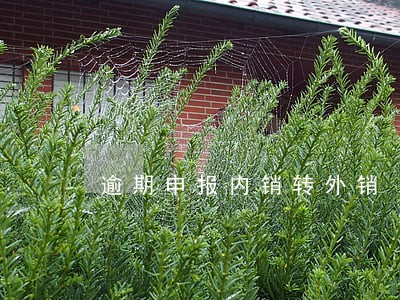 逾期申报内销转外销 逾期申报内销转外销