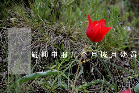 逾期申报几个月按月处罚 逾期申报几个月按月处罚