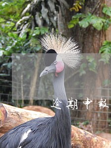 逾期申报列表 逾期申报列表
