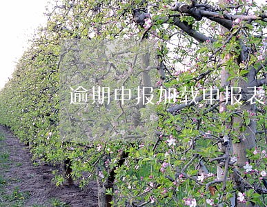 逾期申报加载申报表不出 逾期申报加载申报表不出