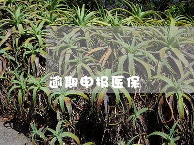 逾期申报医保 逾期申报医保