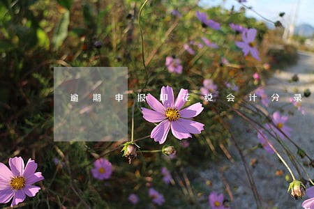 逾期申报印花税会计分录 逾期申报印花税会计分录