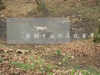 逾期申报印花税要带什么资料 逾期申报印花税要带什么资料