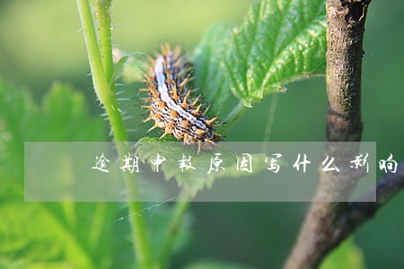 逾期申报原因写什么影响 逾期申报原因写什么影响