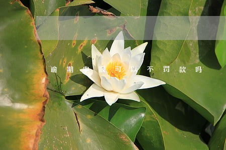 逾期申报可以不罚款吗 逾期申报可以不罚款吗