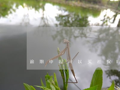 逾期申报可以买社保吗 逾期申报可以买社保吗