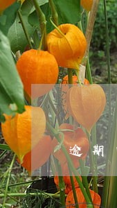 逾期申报可以过几个月再处理吗 逾期申报可以过几个月再处理吗