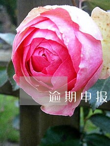 逾期申报可以领发票么 逾期申报可以领发票么