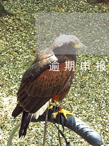 逾期申报后申报的报表哪里查询 逾期申报后申报的报表哪里查询