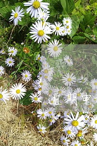 逾期申报和到期申报补缴款