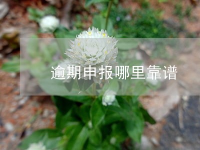 逾期申报哪里靠谱 逾期申报哪里靠谱
