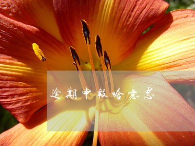 逾期申报啥意思