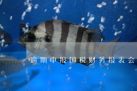 逾期申报国税财务报表会怎么样 逾期申报国税财务报表会怎么样