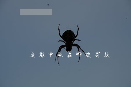 逾期申报在哪交罚款