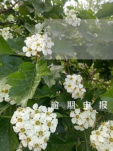 逾期申报在哪查 逾期申报在哪查