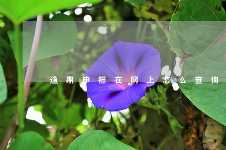 逾期申报在网上怎么查询 逾期申报在网上怎么查询