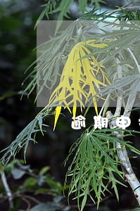 逾期申报增值税罚款多少钱 逾期申报增值税罚款多少钱
