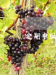 逾期申报增值税罚款比例 逾期申报增值税罚款比例