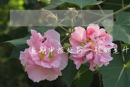 逾期申报处罚一般都是什么公司 逾期申报处罚一般都是什么公司