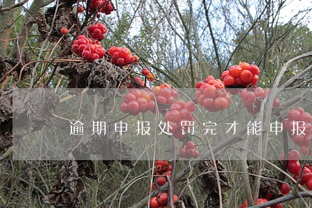 逾期申报处罚完才能申报吗