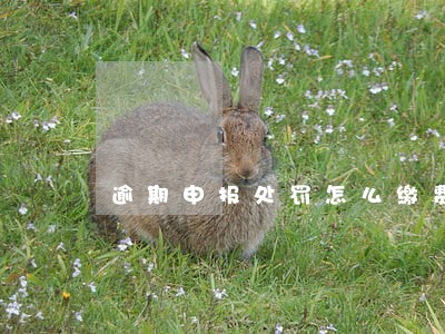 逾期申报处罚怎么缴费 逾期申报处罚怎么缴费