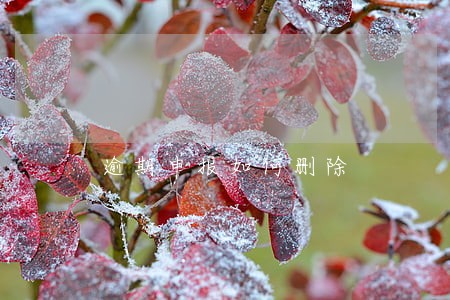 逾期申报如何删除 逾期申报如何删除