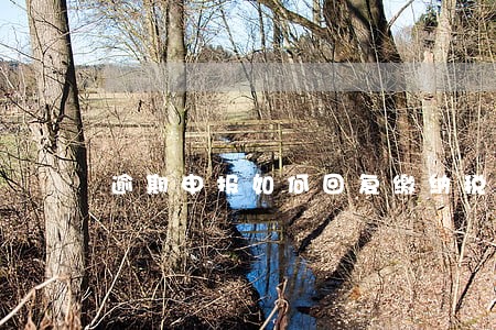 逾期申报如何回复缴纳税款
