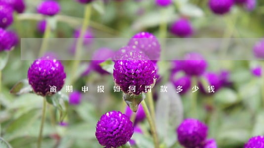 逾期申报如何罚款多少钱 逾期申报如何罚款多少钱