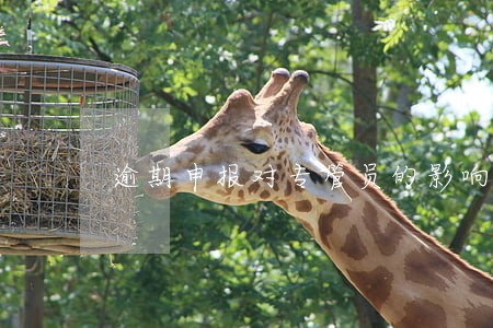 逾期申报对专管员的影响
