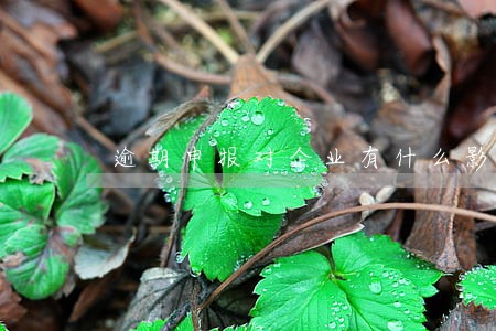 逾期申报对企业有什么影响 逾期申报对企业有什么影响