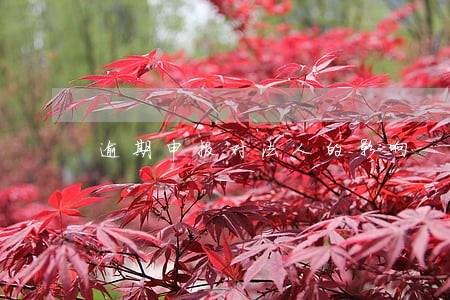 逾期申报对法人的影响