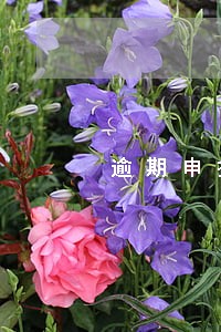 逾期申报属于欠税 逾期申报属于欠税